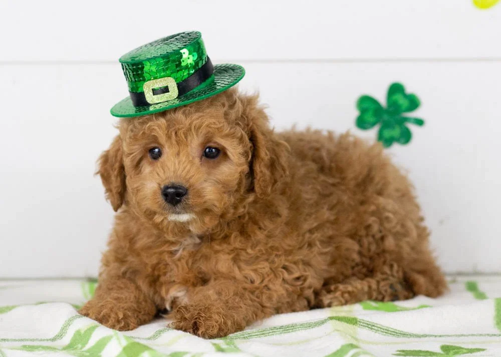 Vinnie goldendoodle for sale(1).jpg