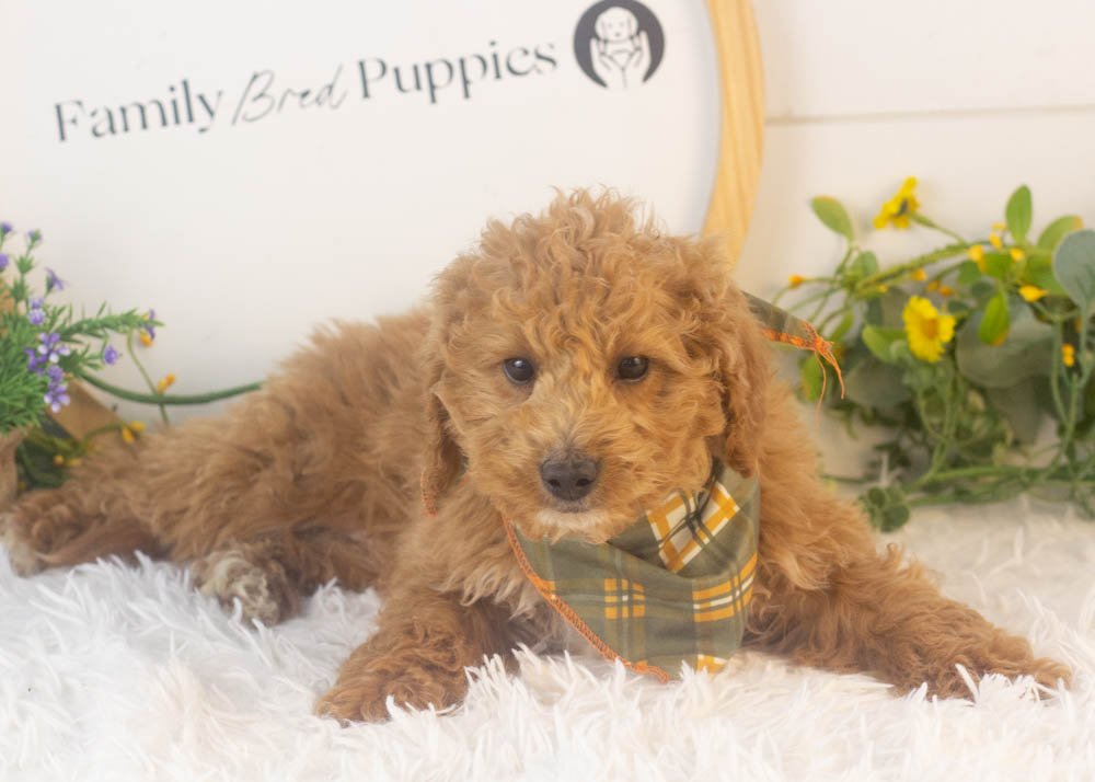Mort goldendoodle for sale.jpg