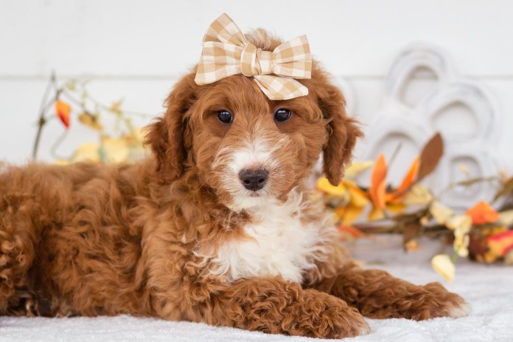 Dior goldendoodle for sale(2).jpg