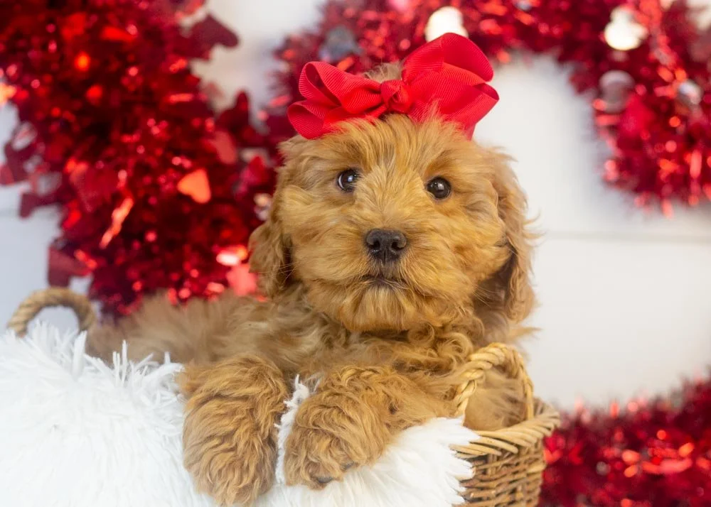 goldendoodle for sale