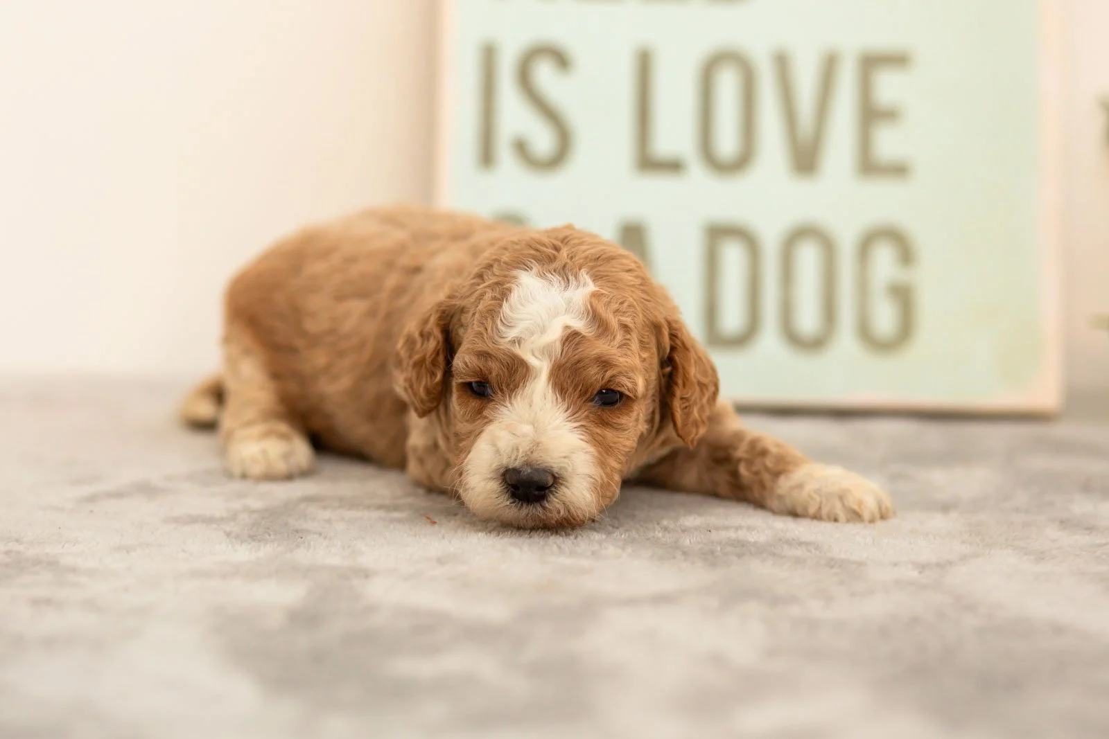 Ivy goldendoodle for sale(1).jpg