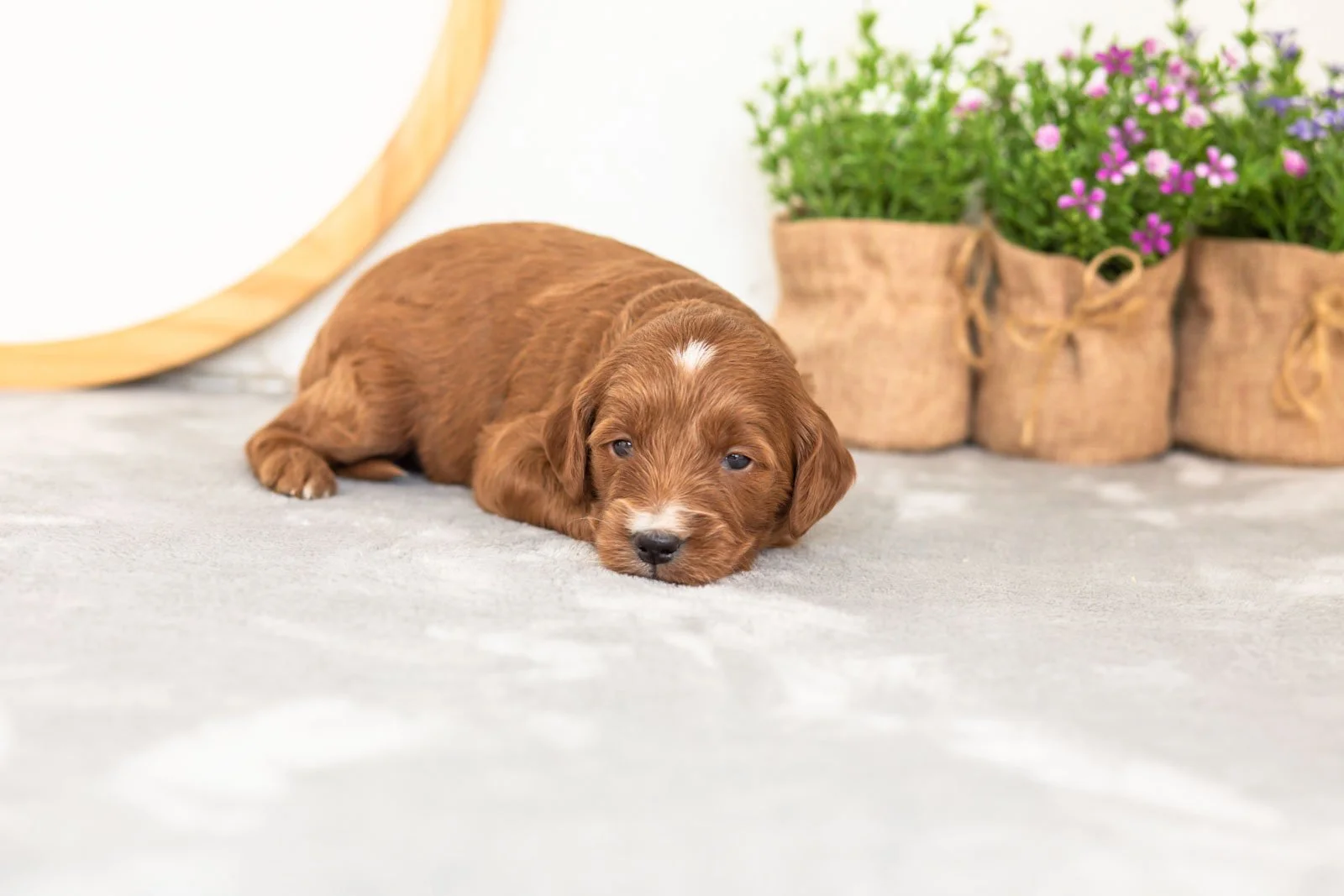 Jiggly goldendoodle for sale.jpg