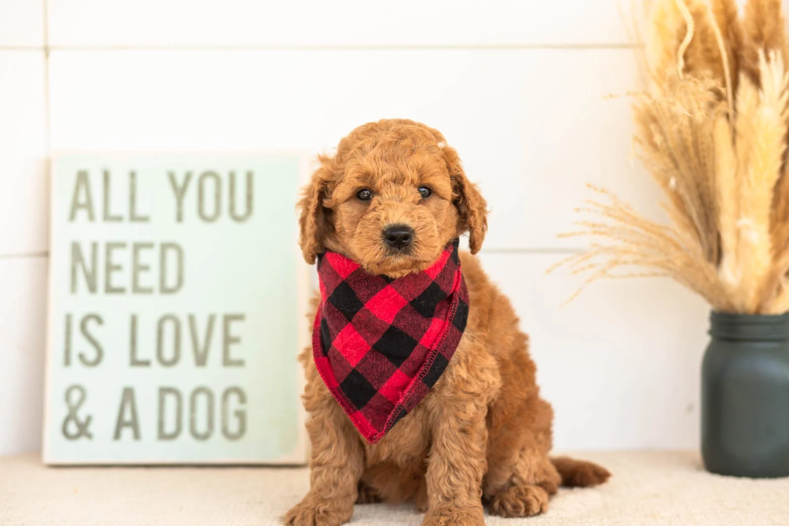 Forest goldendoodle for sale(4).jpg