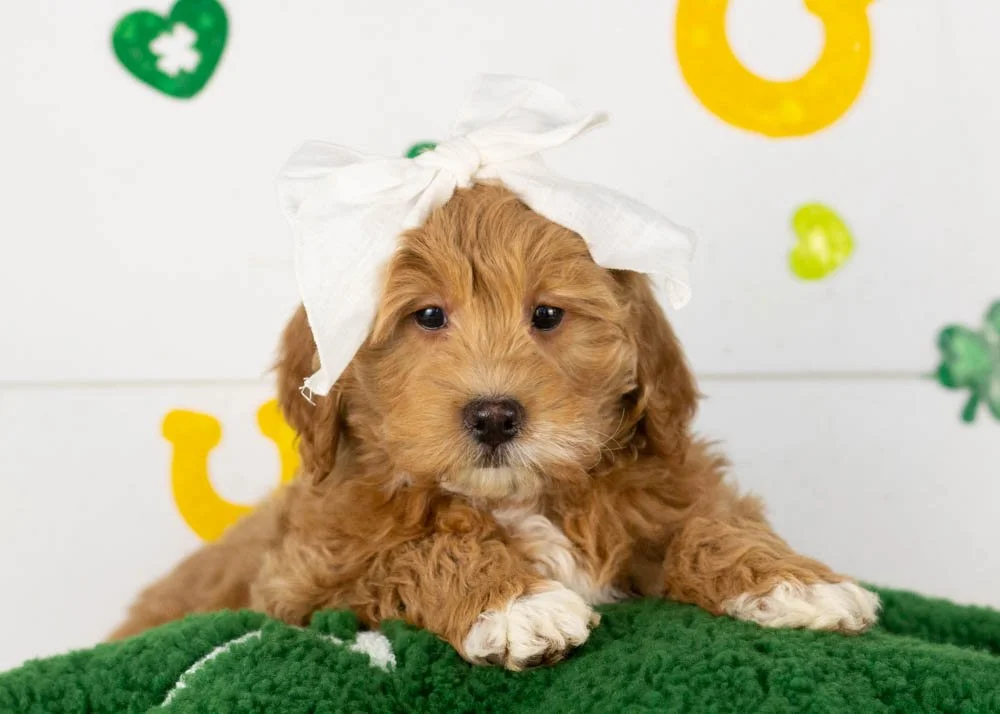 Vienna goldendoodle for sale.jpg