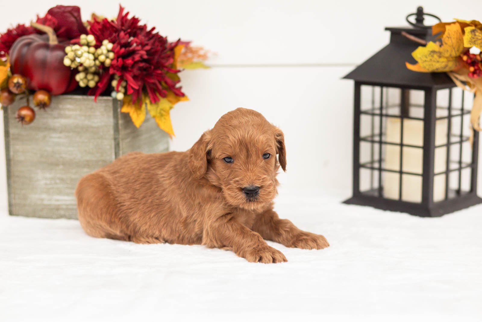 Tin Man goldendoodle for sale 5.jpg
