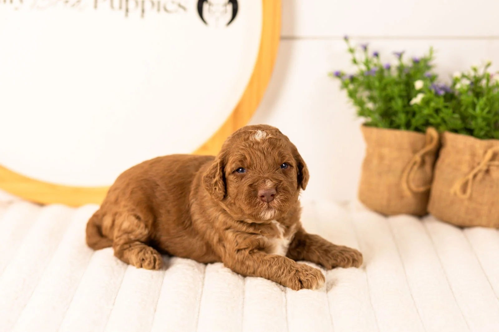 Layla goldendoodle for sale(1).jpg