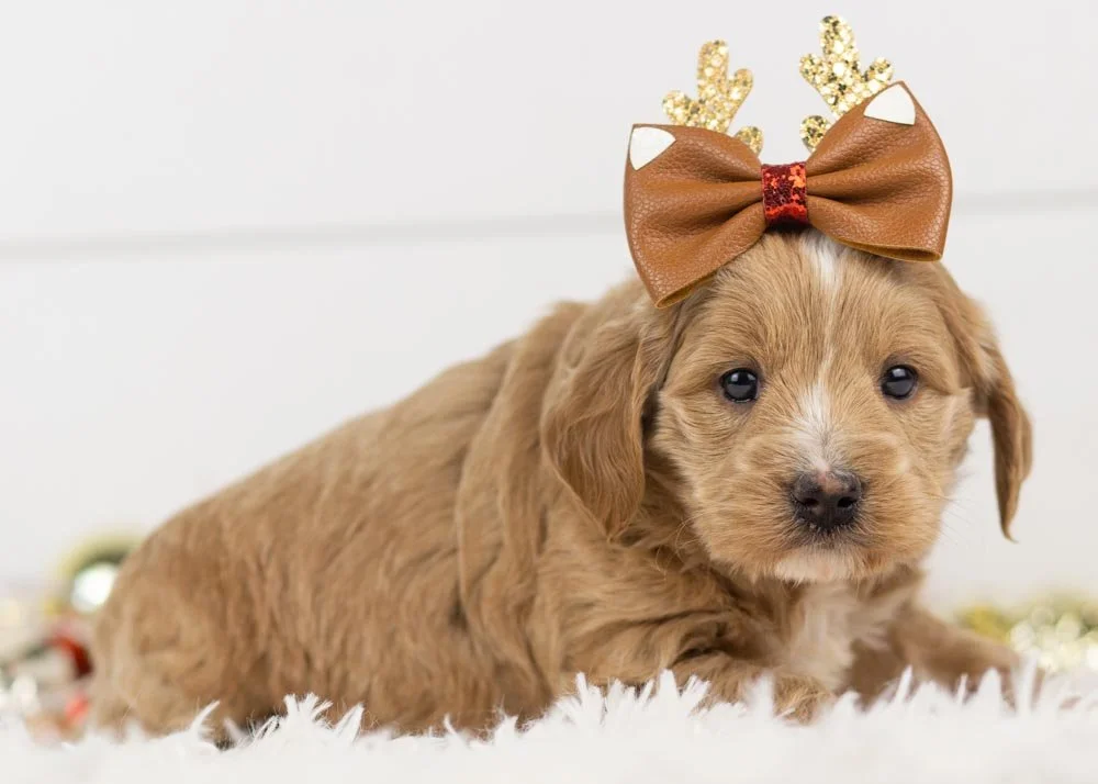 Elphaba goldendoodle for sale(1).jpg