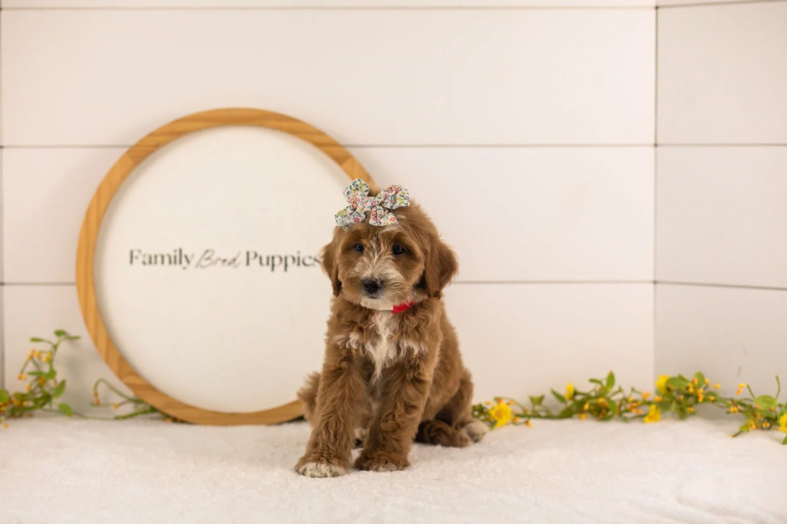 Jan goldendoodle for sale(2).jpg