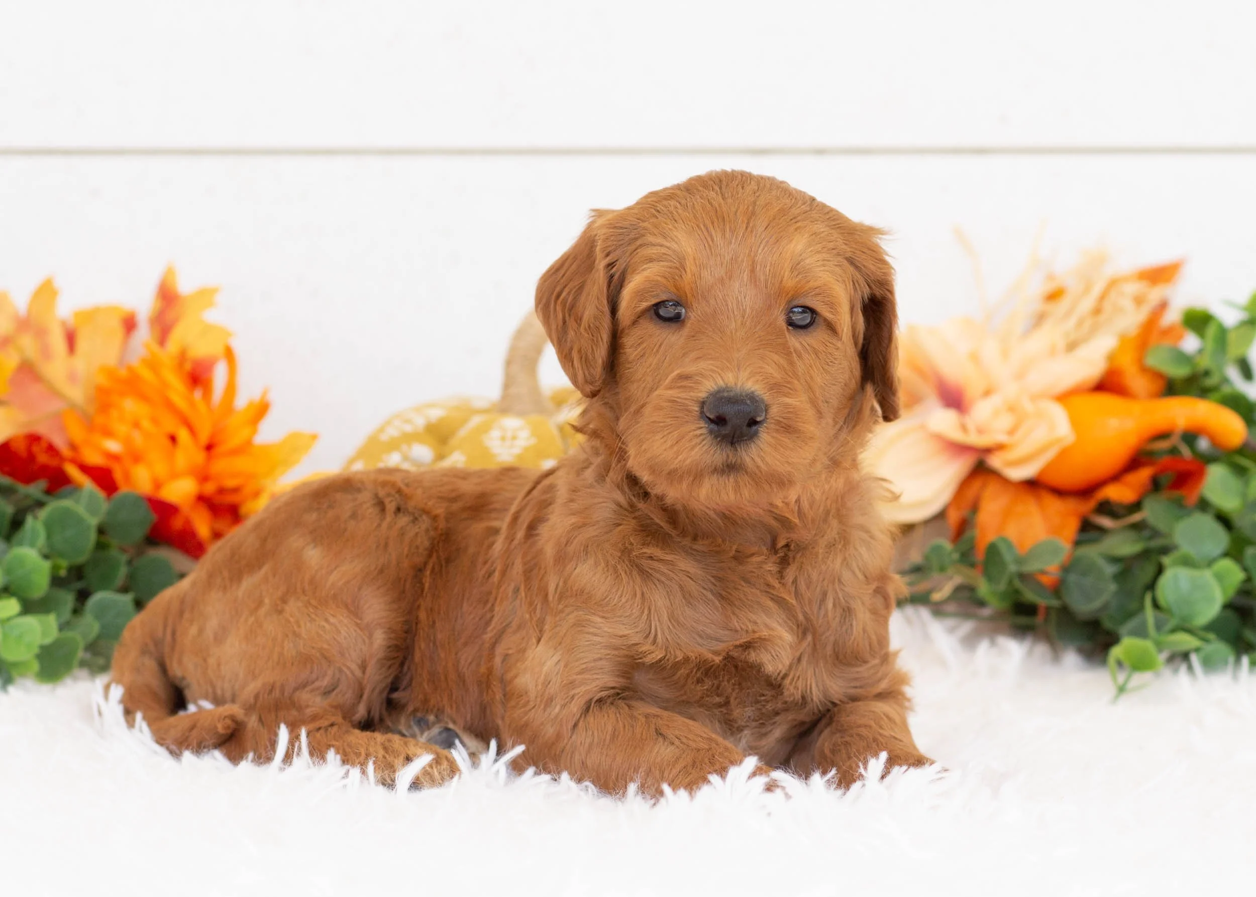 Dino goldendoodle for sale.(1).jpg