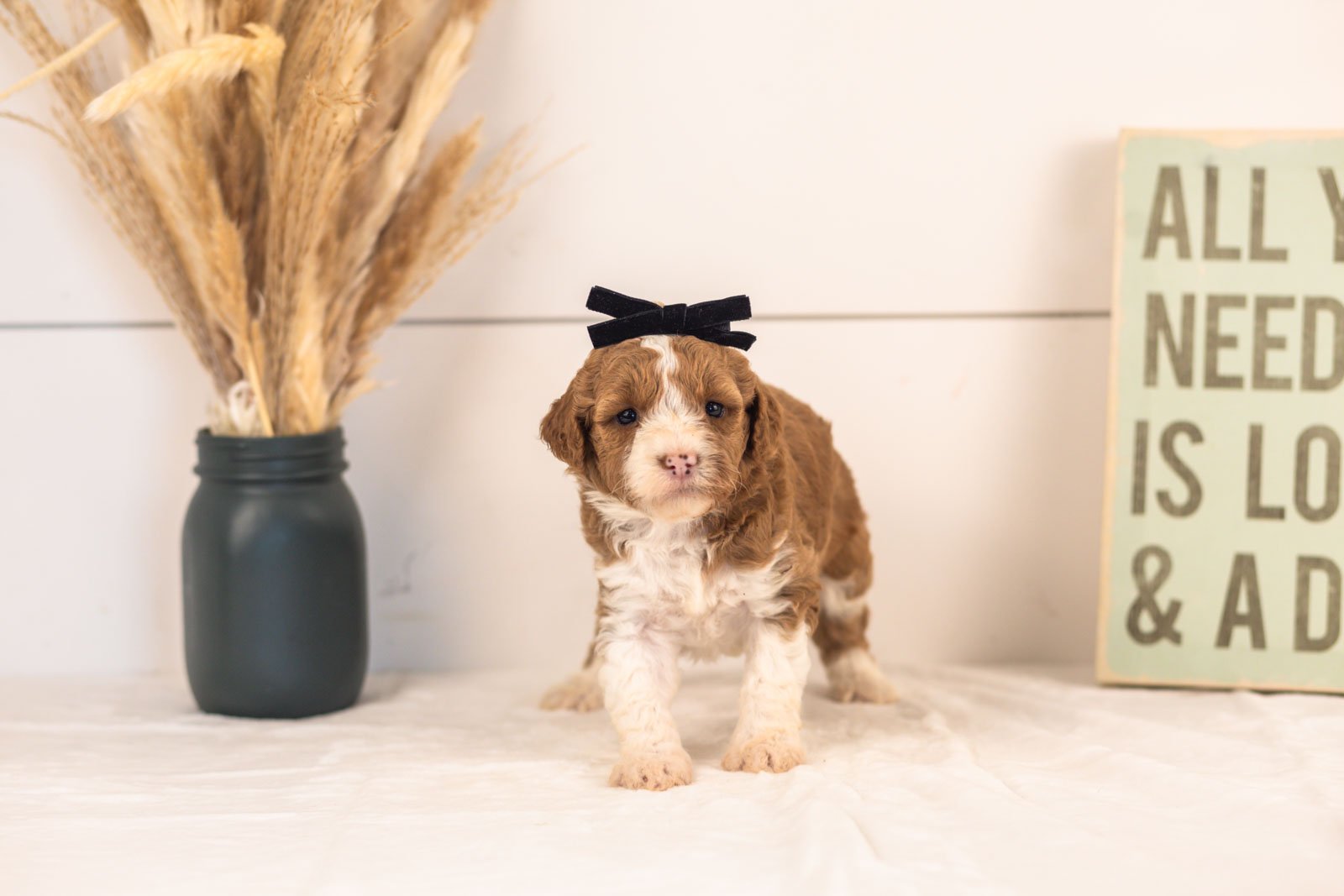 Mets goldendoodle for sale.jpg