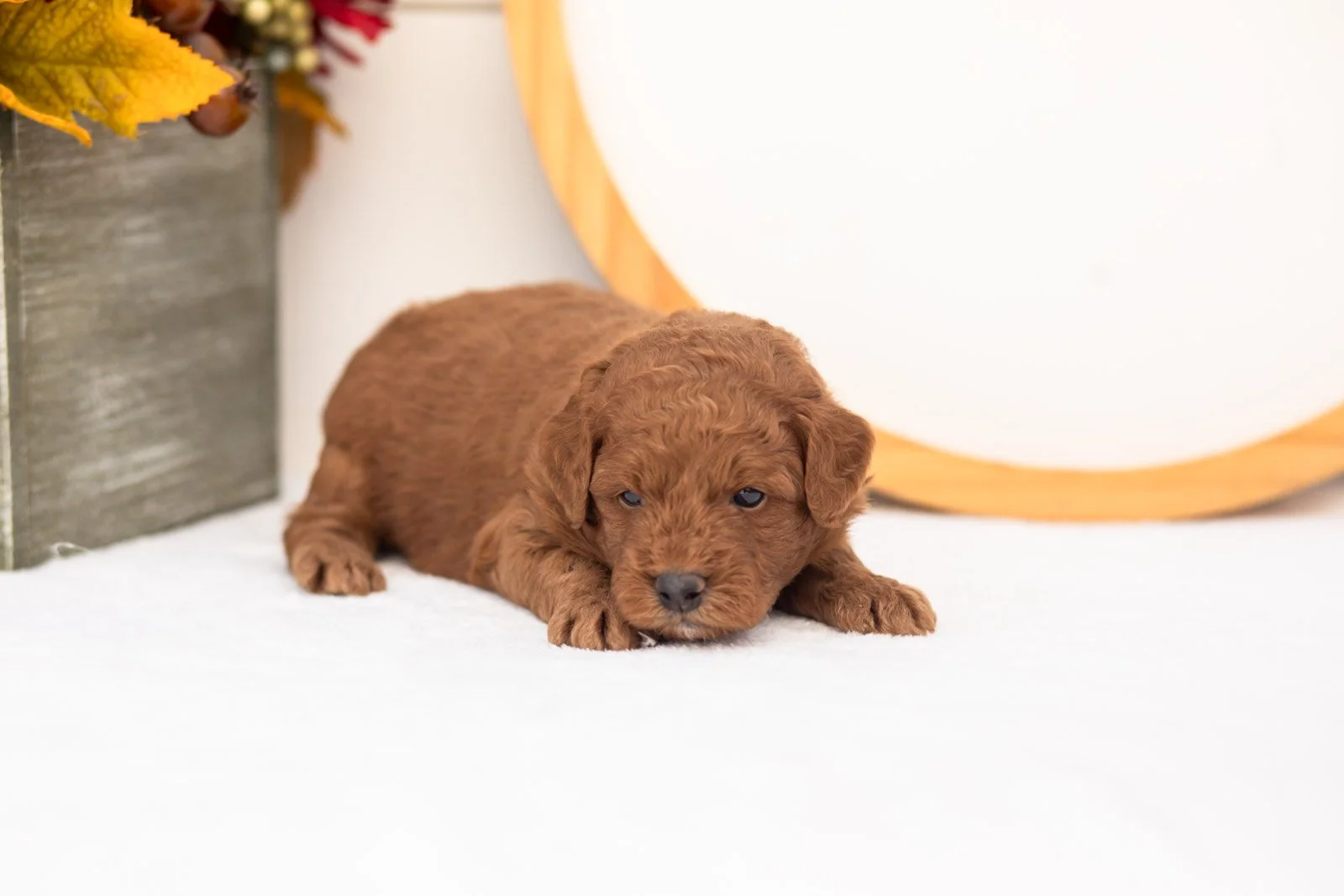 Jonathan goldendoodle for sale(3).jpg