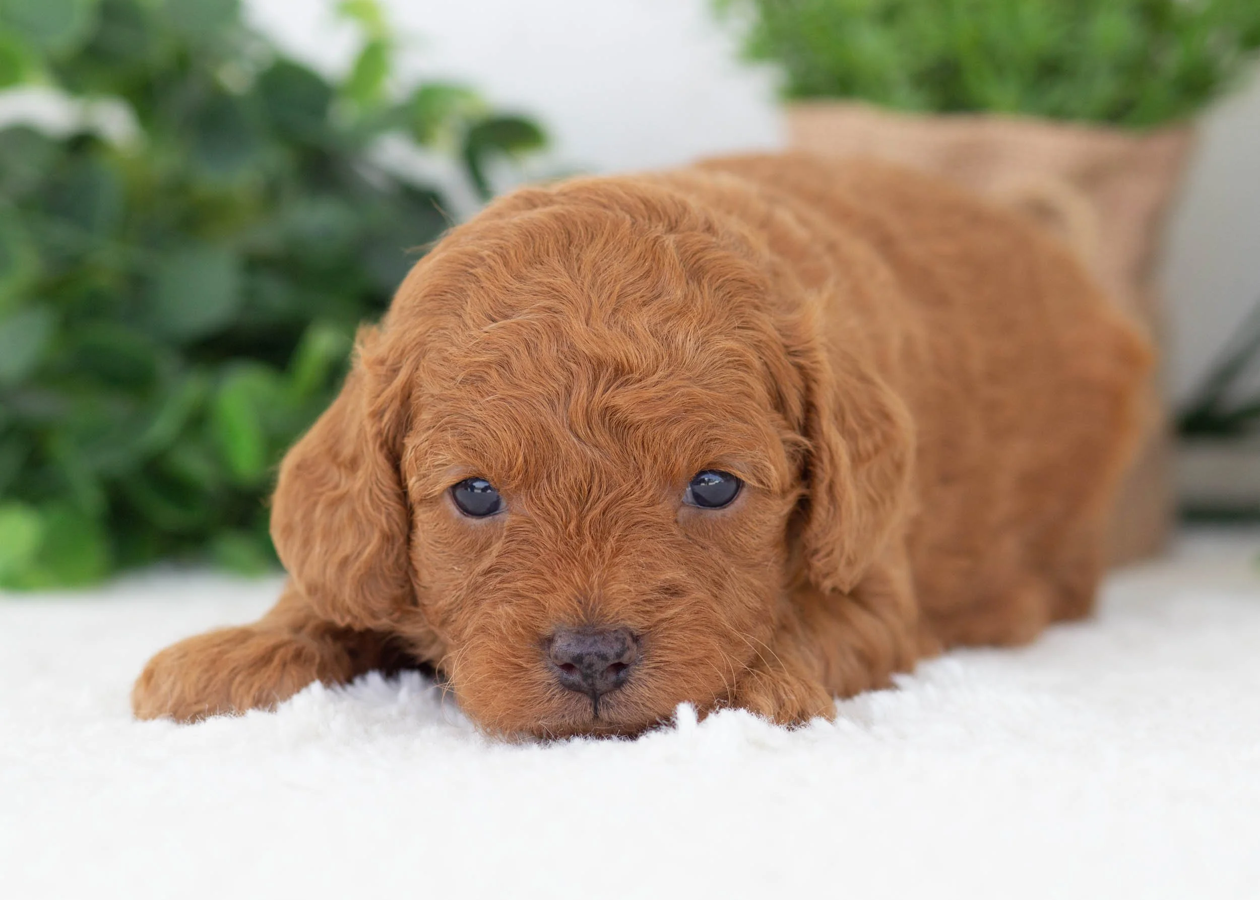Olive Goldendoodle For Sale(3).jpg