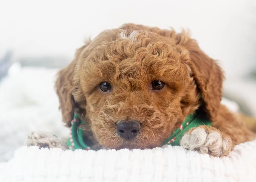 bandit goldendoodle for sale(1).jpg