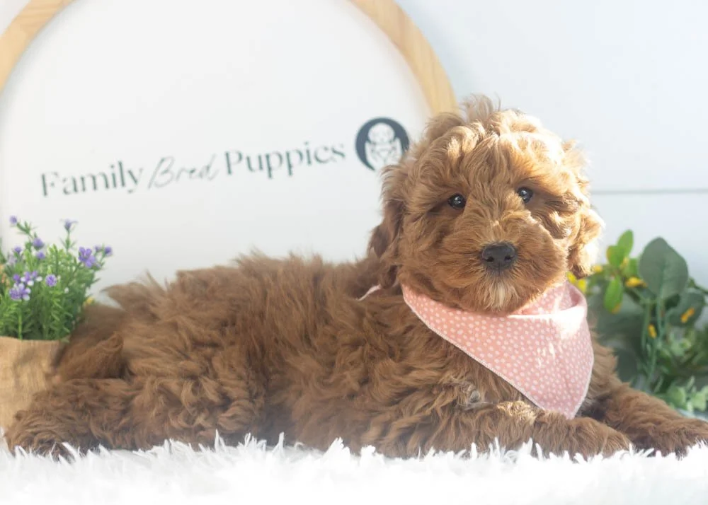 Brody goldendoodle for sale.jpg