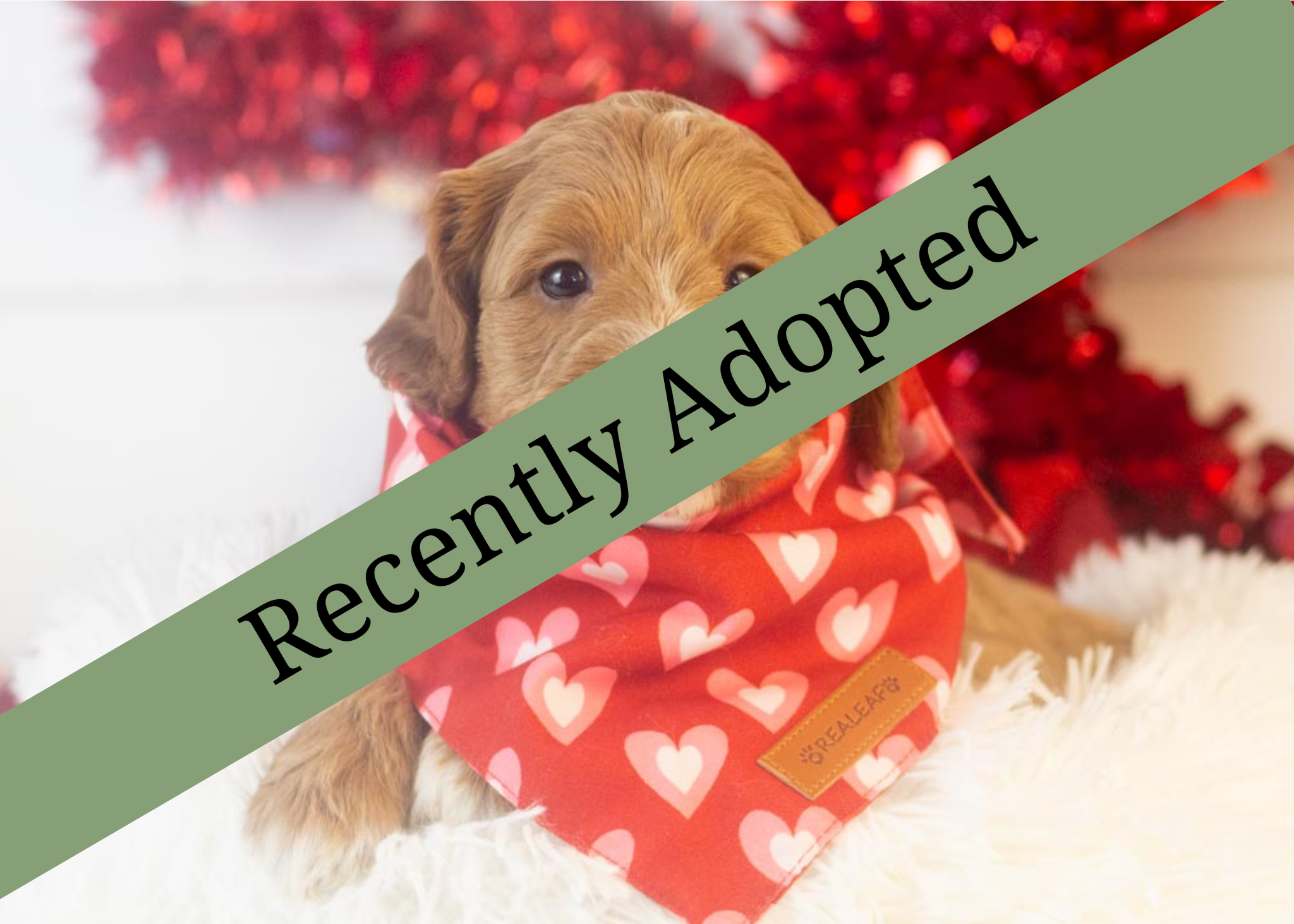 goldendoodle for sale