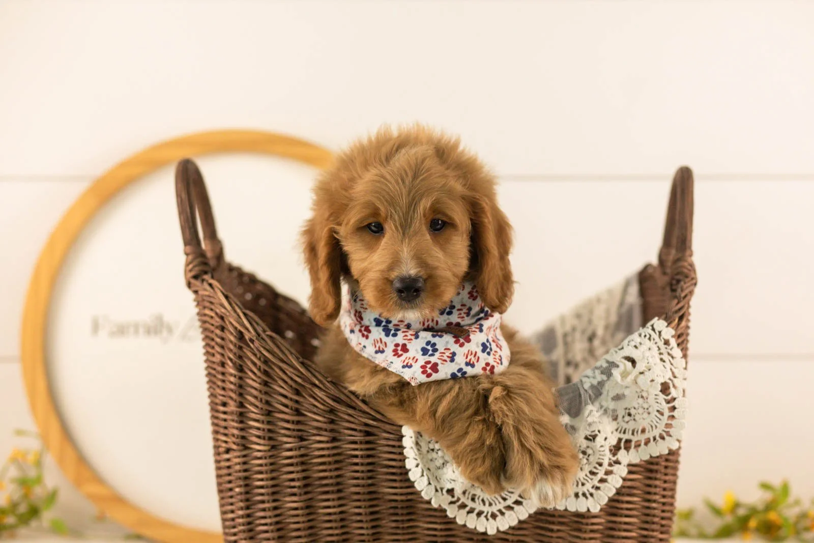 Munster goldendoodle for sale(3).jpg