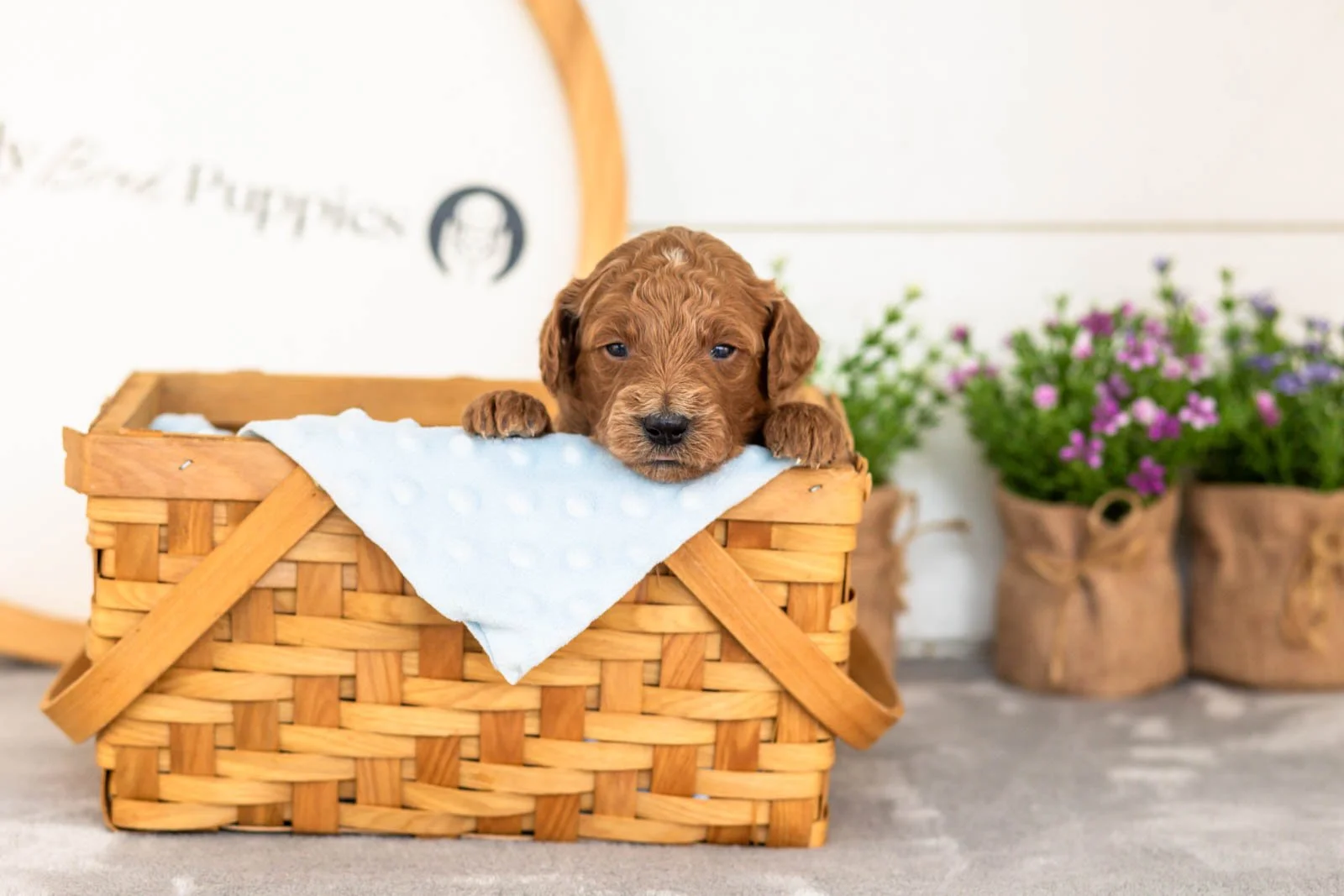 Lux goldendoodle for sale(3).jpg
