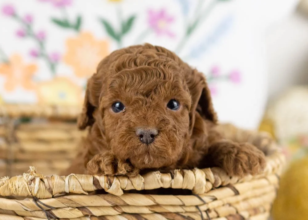 goldendoodle for sale