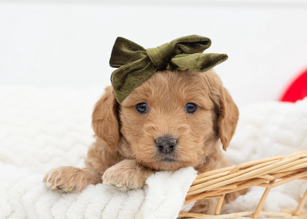 Mac goldendoodles for sale.jpg