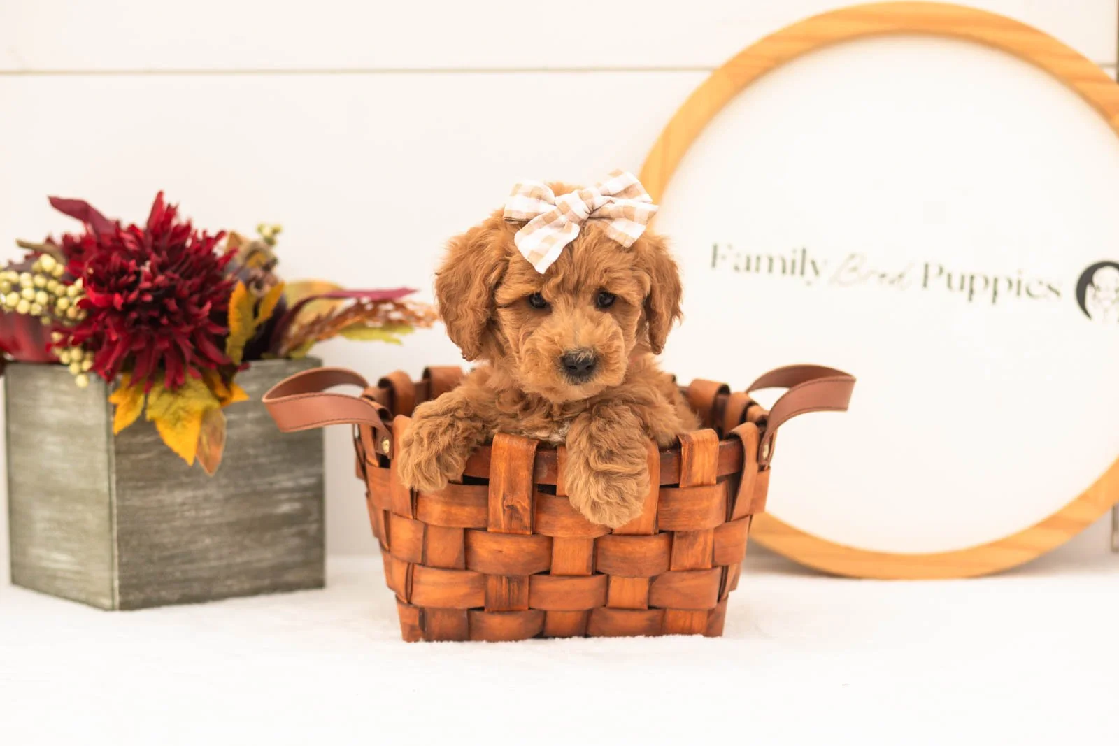Fiona goldendoodle for sale.jpg