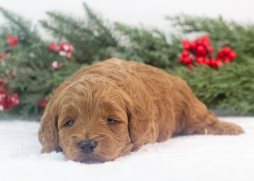 Valerie goldendoodle for sale(3).jpg