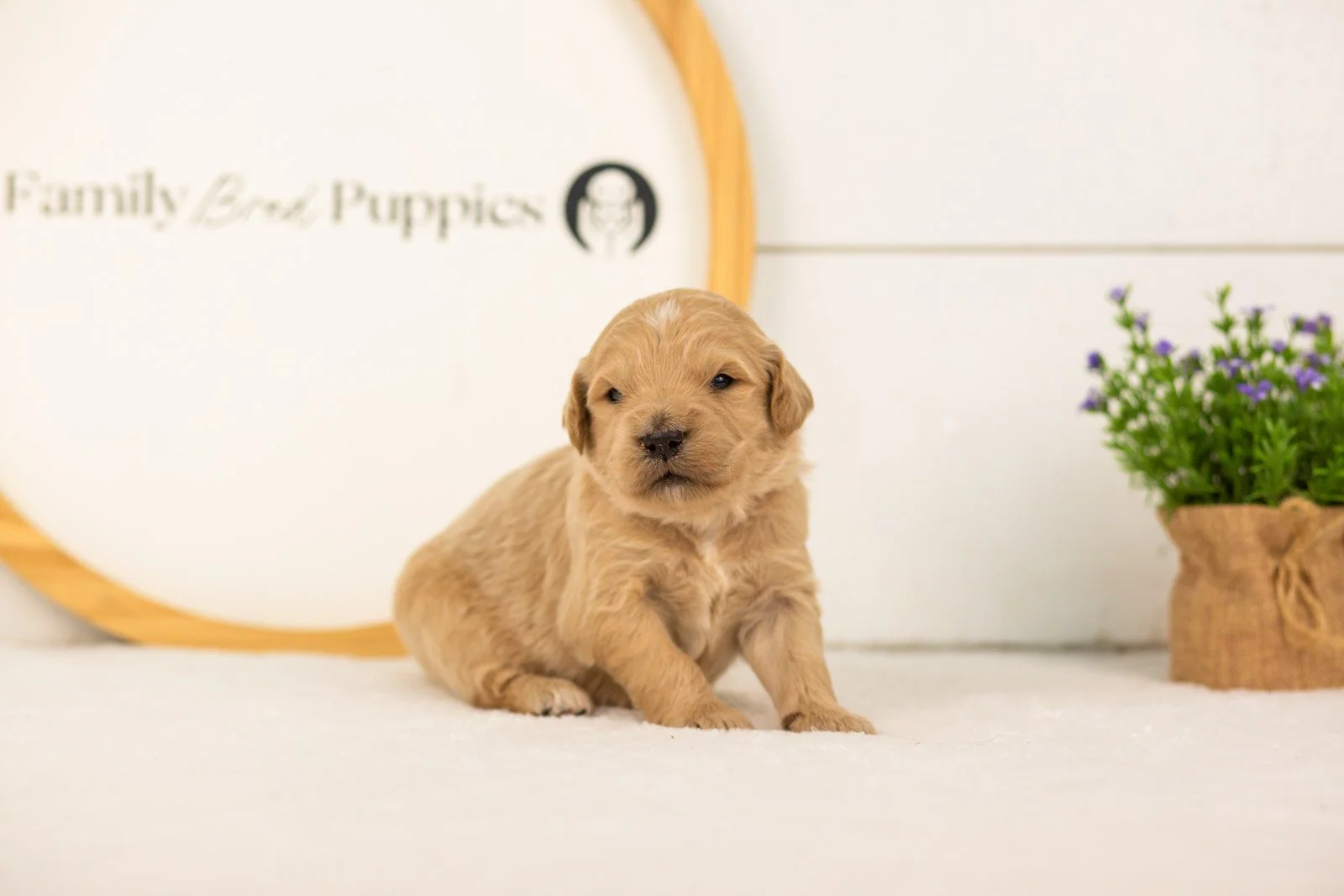 Kenickie goldendoodle for sale(1).jpg