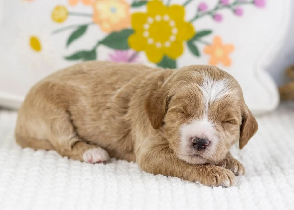 freddy goldendoodle for sale.jpg