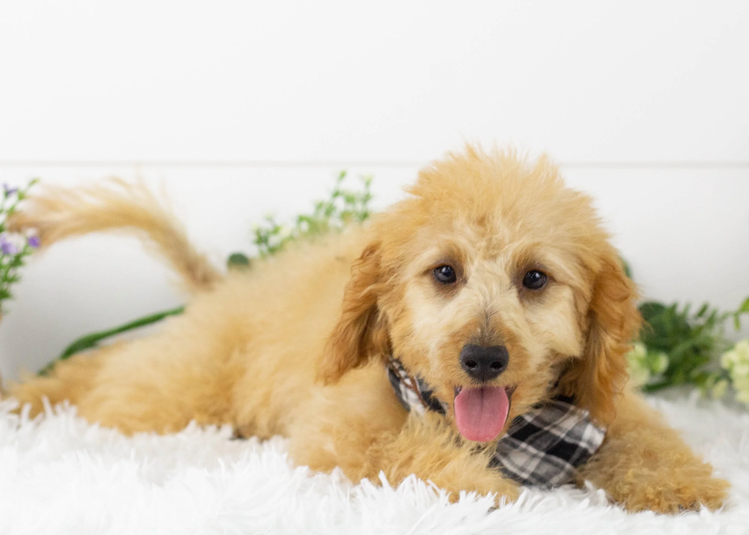 Frankie goldendoodle for sale.jpg