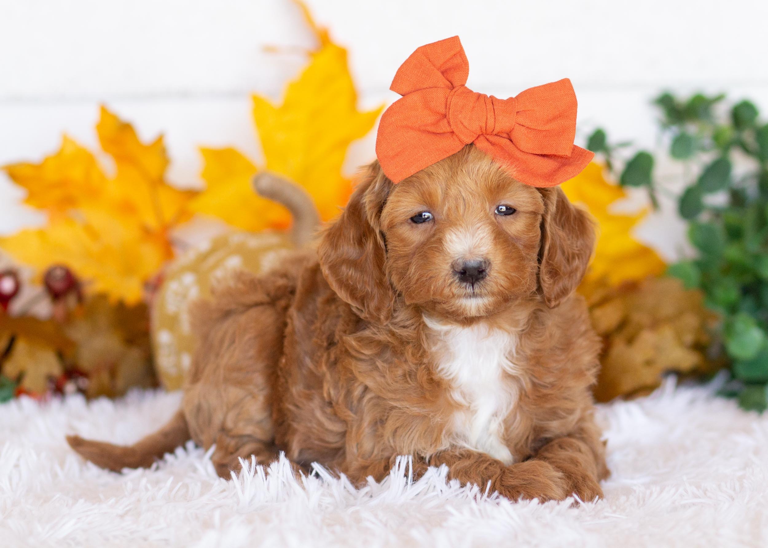 Cocoa goldendoodle for sale(3).jpg