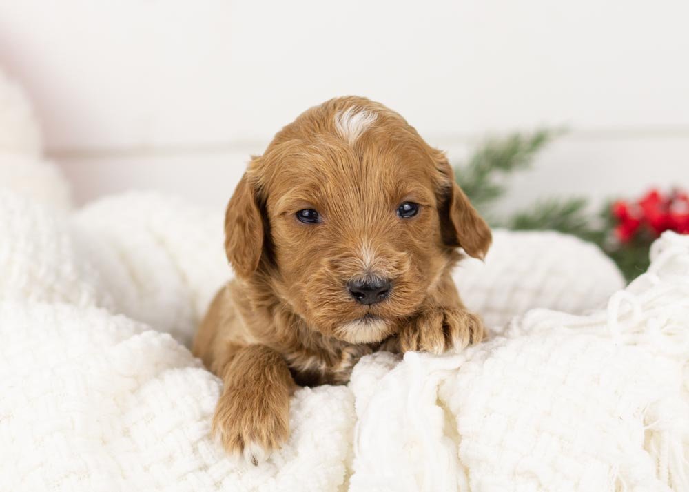 Jazz goldendoodle for sale..jpg