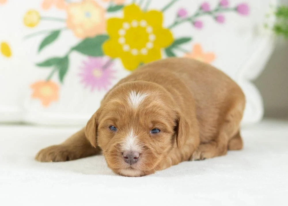 fritter goldendoodle for sale(4).jpg