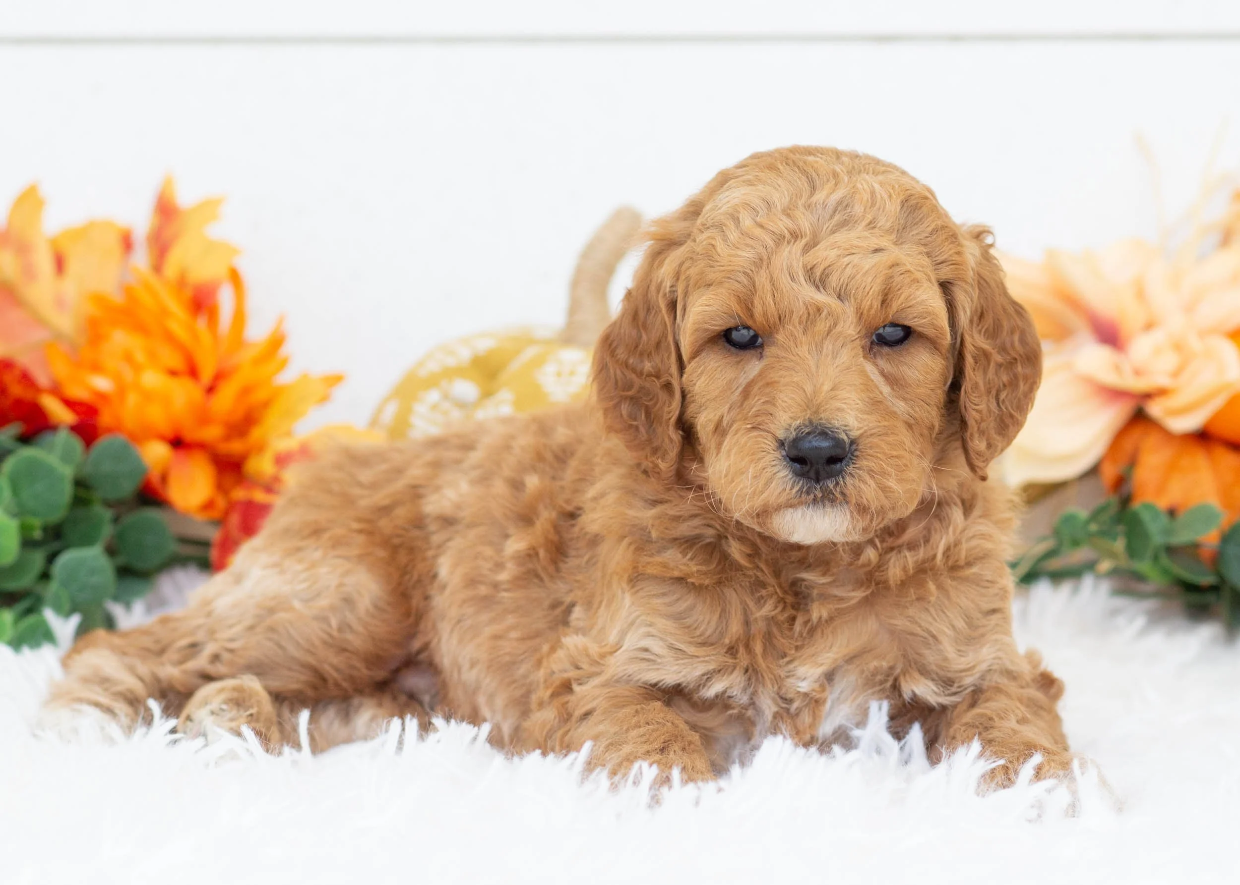 Bunker goldendoodle for sale.jpg