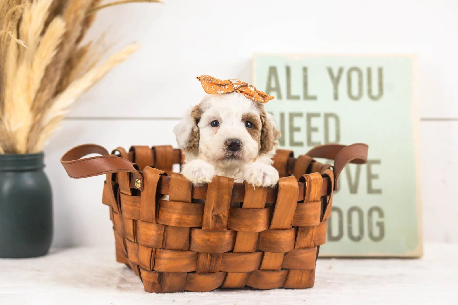 Olive goldendoodle for sale.jpg