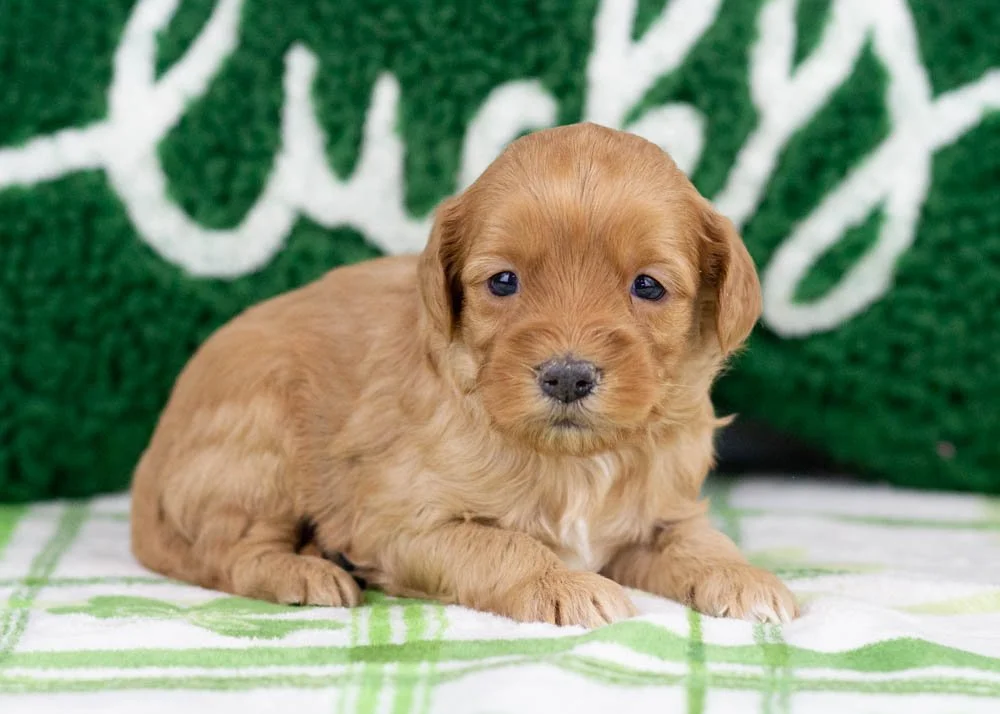 Benny goldendoodle for sale.jpg