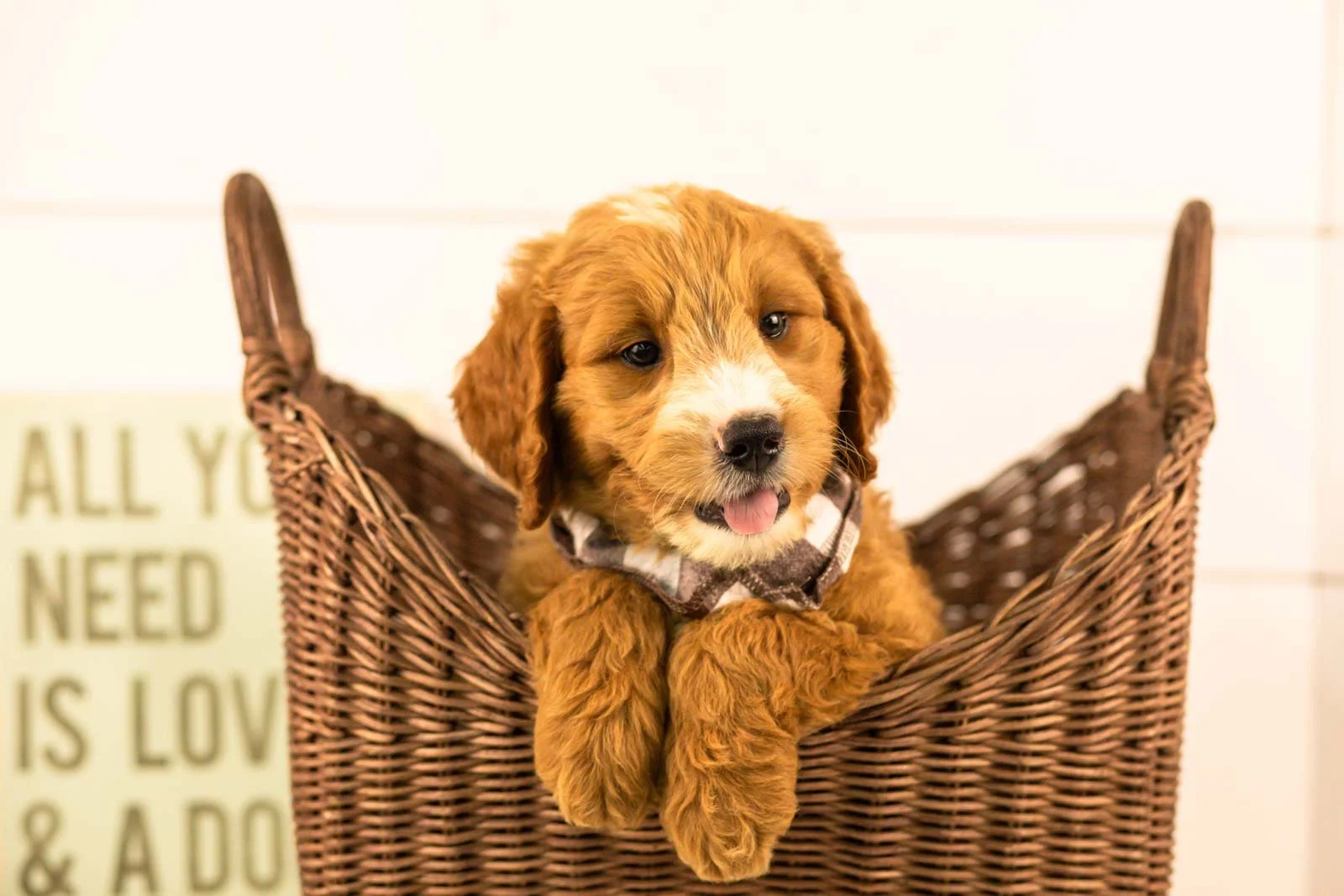 maze goldendoodle for sale(1).jpg