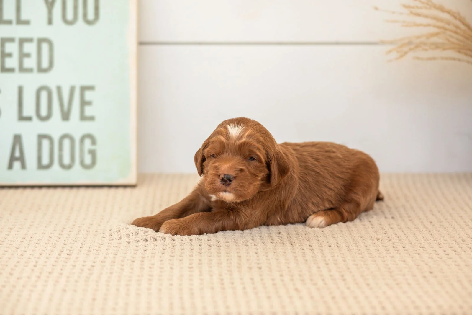 Bruce goldendoodle for sale(3).jpg