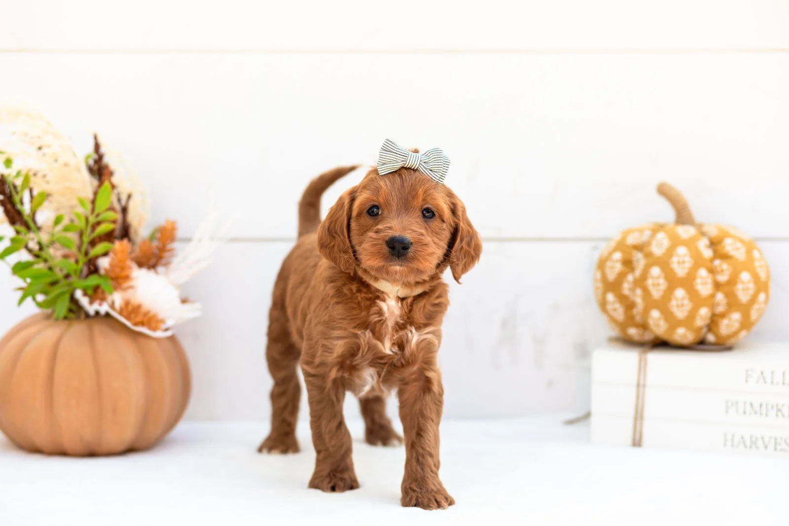 Blanche goldendoodle for sale 3.jpg
