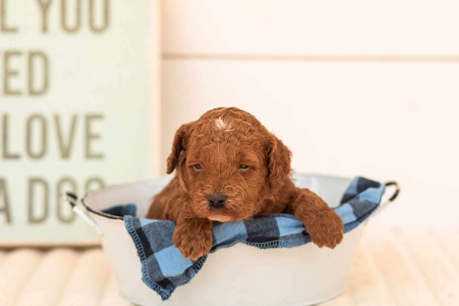 Tuna goldendoodle for sale(2).jpg