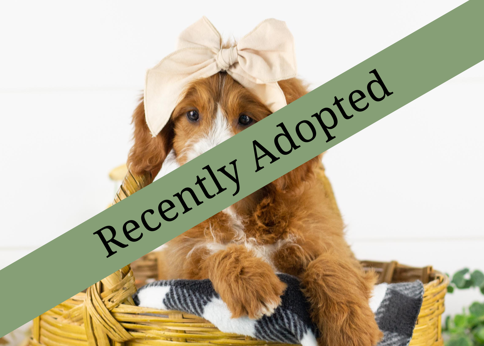 goldendoodle for sale