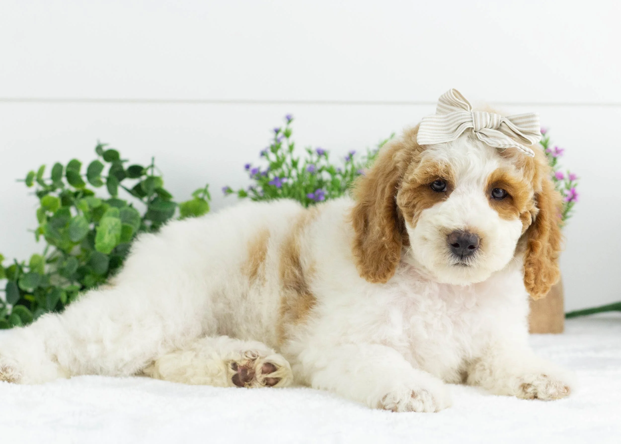 Sunkist Goldendoodle For Sale(3).jpg