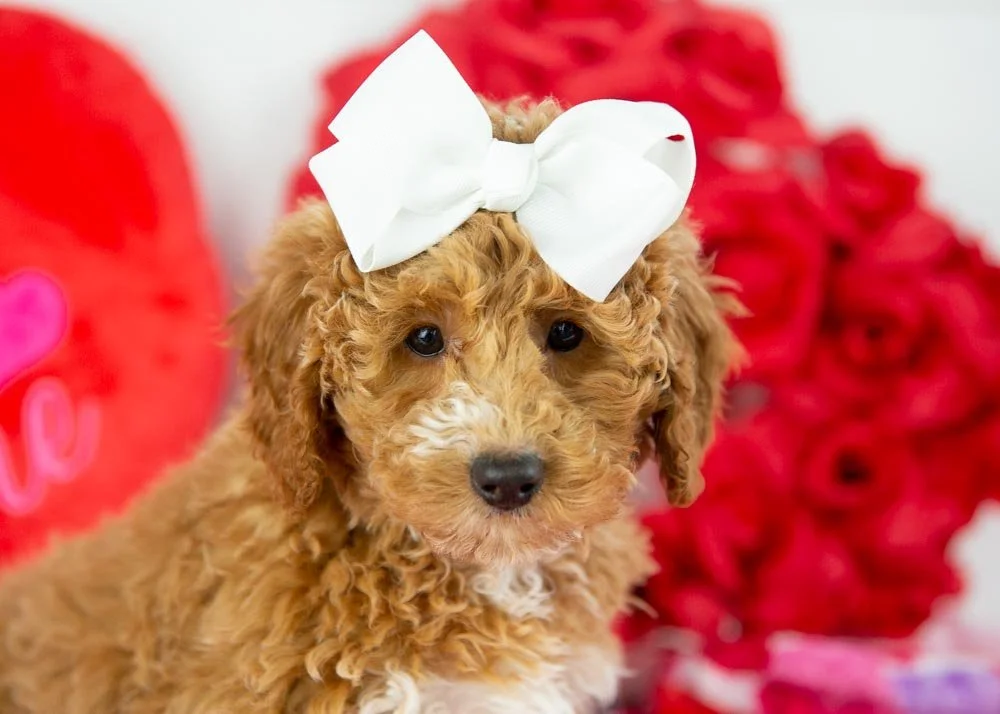 chilli goldendoodle for sale(2).jpg