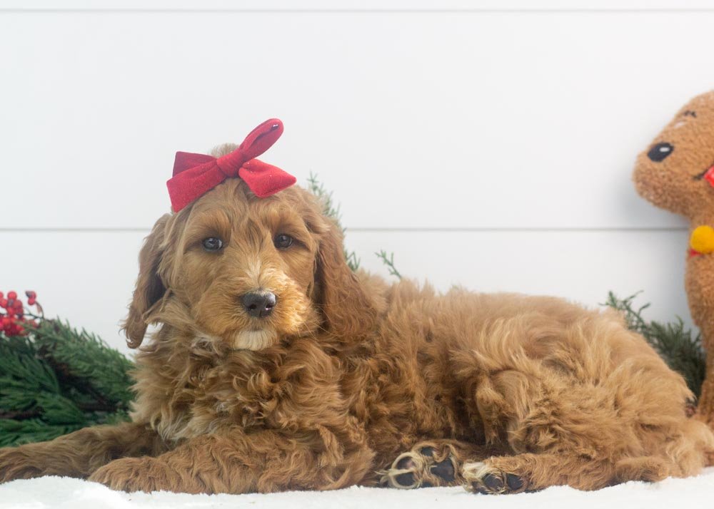 Jazz goldendoodle for sale(3).jpg