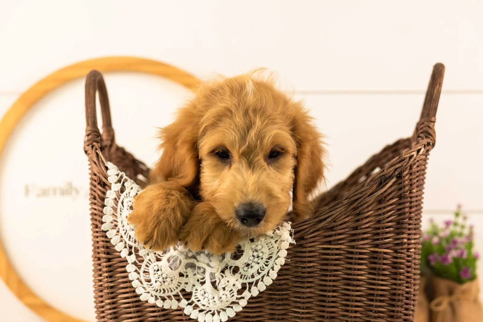 Putzie goldendoodle for sale(2).jpg