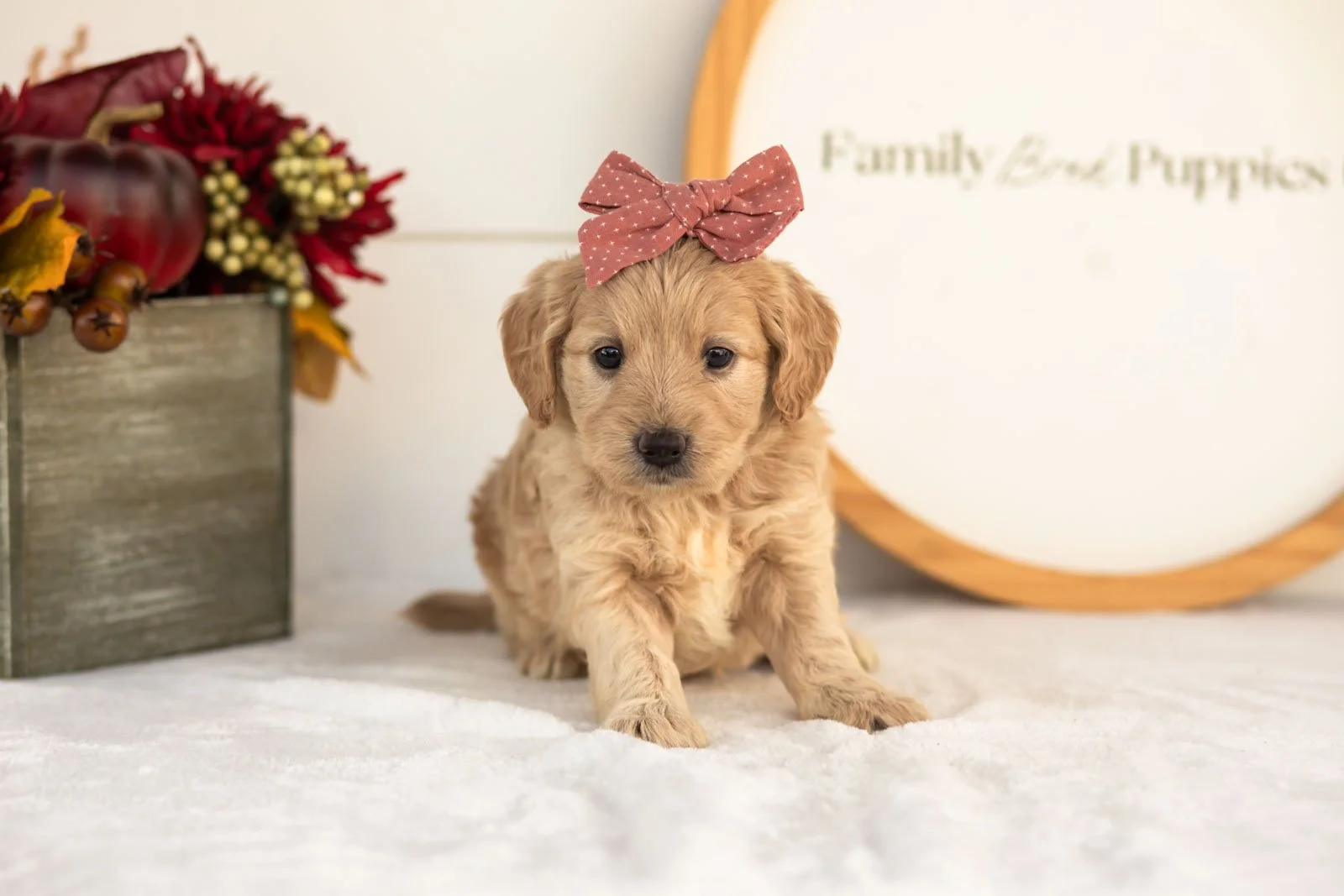 Violet goldendoodle for sale(3).jpg
