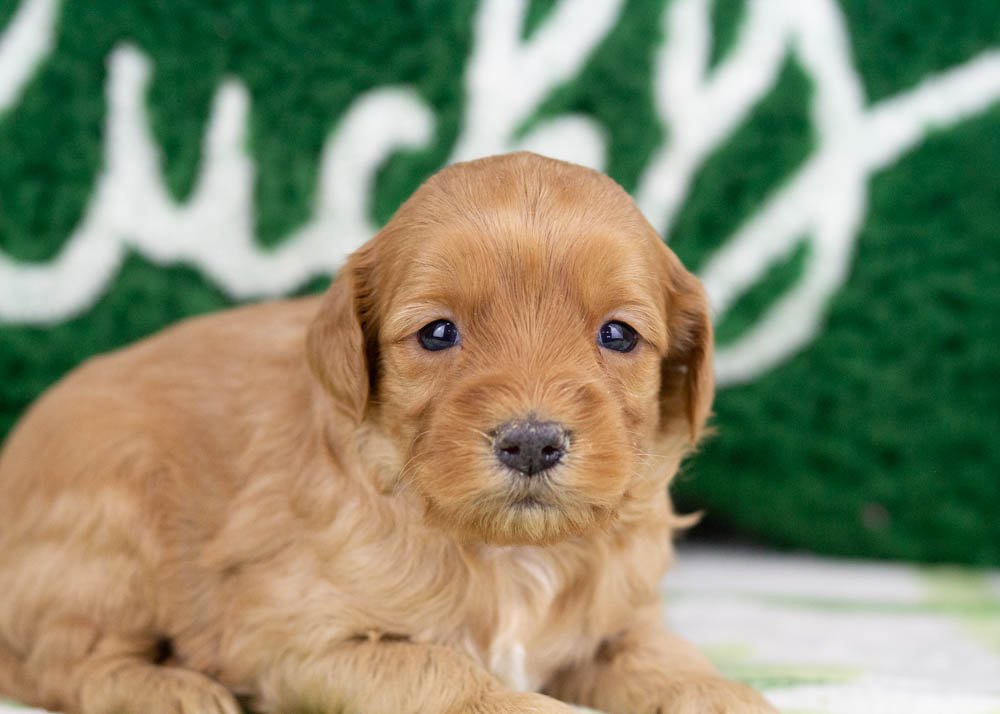 Benny goldendoodle for sale(3).jpg