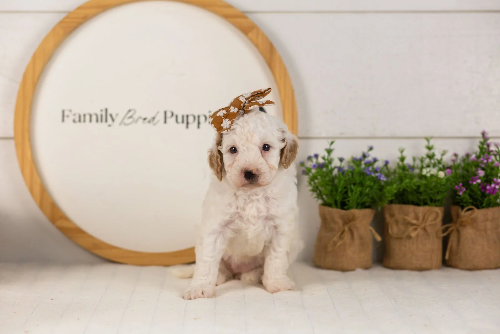 Marcia goldendoodle for sale.jpg