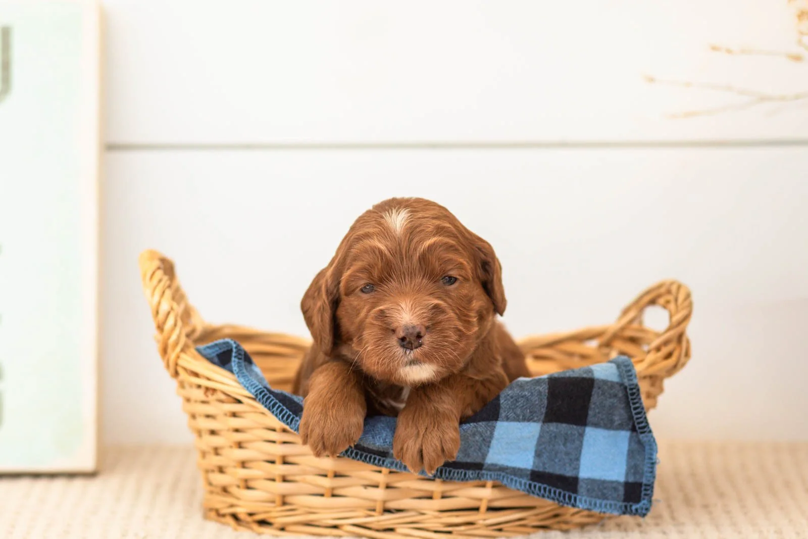 Betty goldendoodle for sale(1).jpg