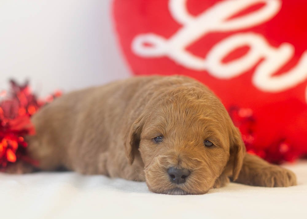 brew goldendoodle for sale(2).jpg