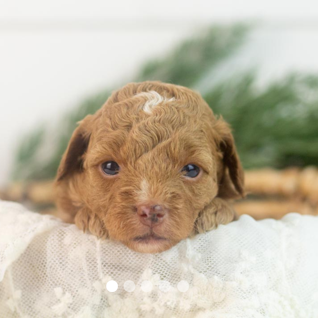 Copy of FBP Design.png