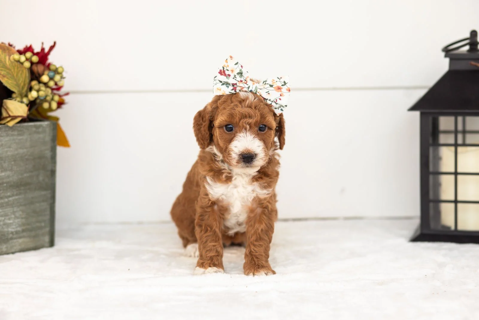 Zenyatta goldendoodle for sale 4.jpg